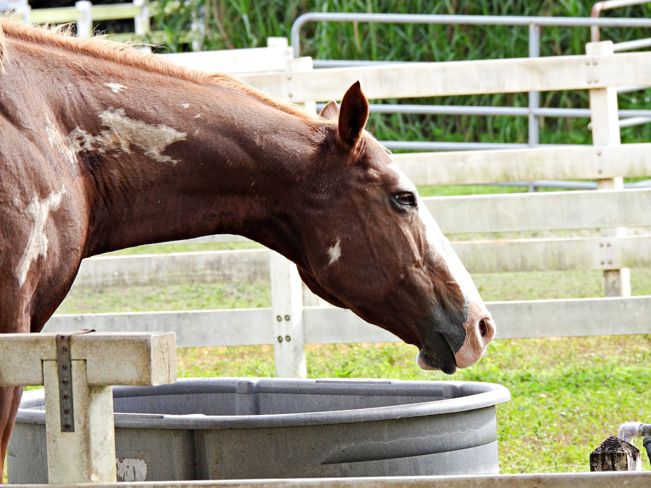 horse to water